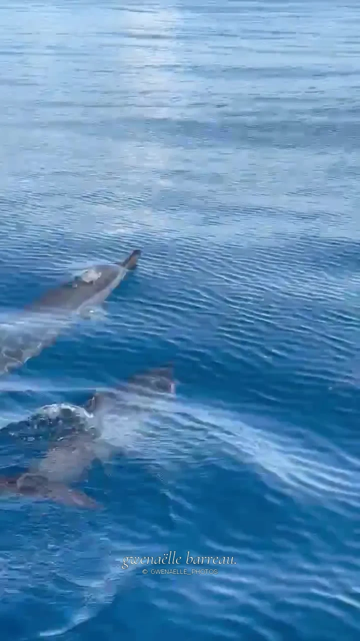 Des dauphins affleurent à la surface d’une eau bleue.