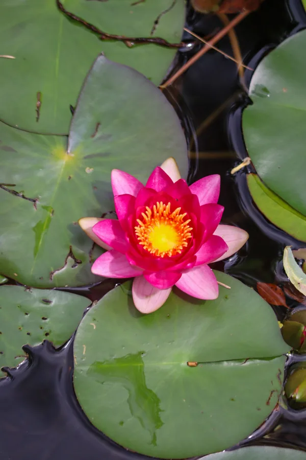 Une fleur aquatique rose et son cœur jaune parmi les feuilles.