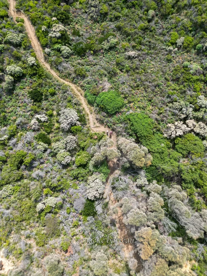 Sentier sinueux traversant une végétation dense, vu à la verticale.