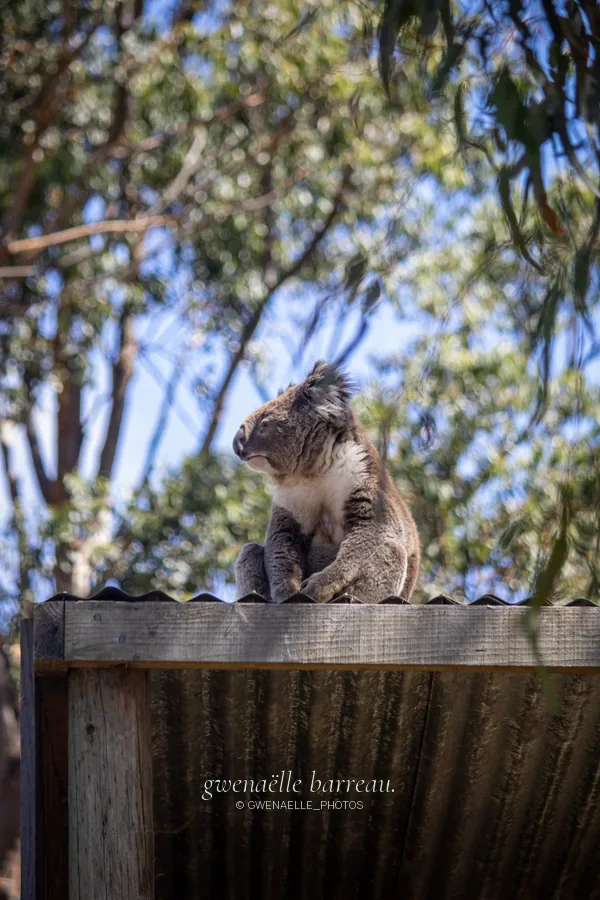 Koala assis sur une plateforme en bois devant des arbres.