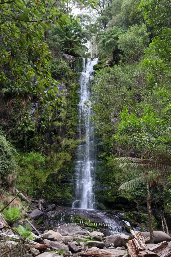 Fine cascade descendant au milieu d'une forêt dense.