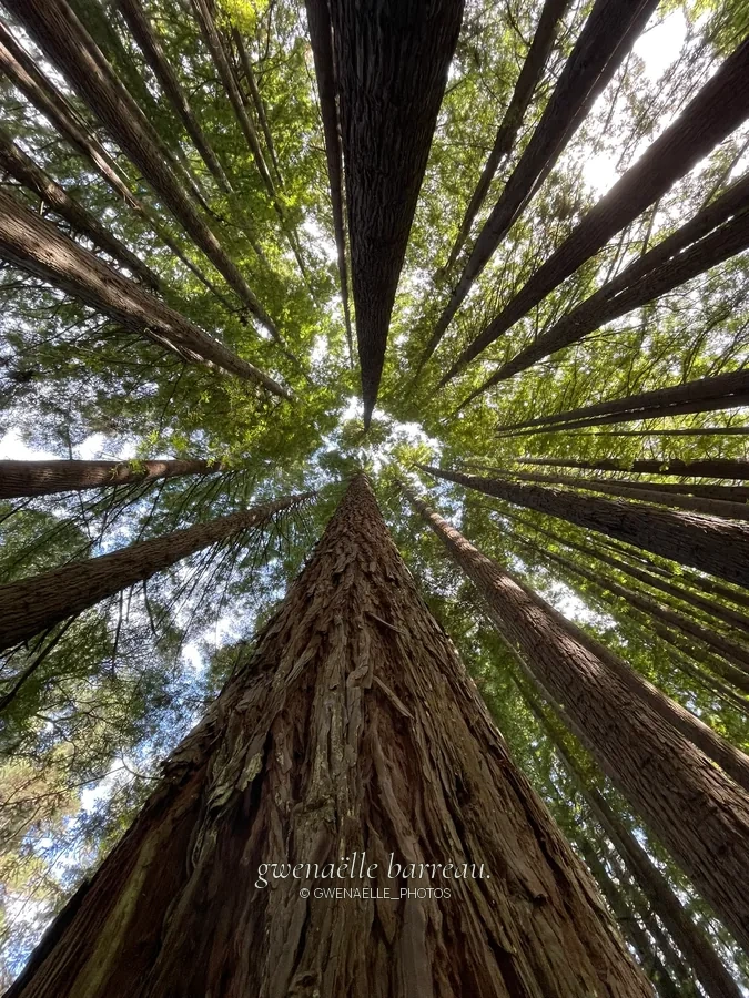 Tronc d'un très grand arbre vu depuis sa base vers les branches.