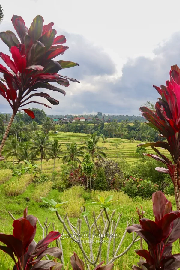 Paysage de cultures et de végétation encadré par des feuilles rouges.