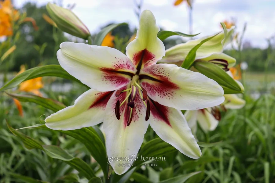 Grande fleur crème au cœur pourpre entourée de boutons et de feuilles.