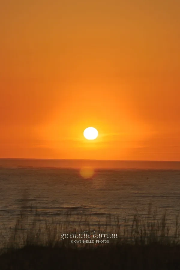 Soleil orange au-dessus de l'horizon marin et d'herbes en silhouette.