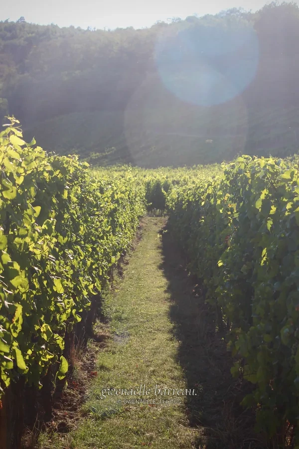Allée entre deux rangées de vignes éclairées par un soleil oblique.