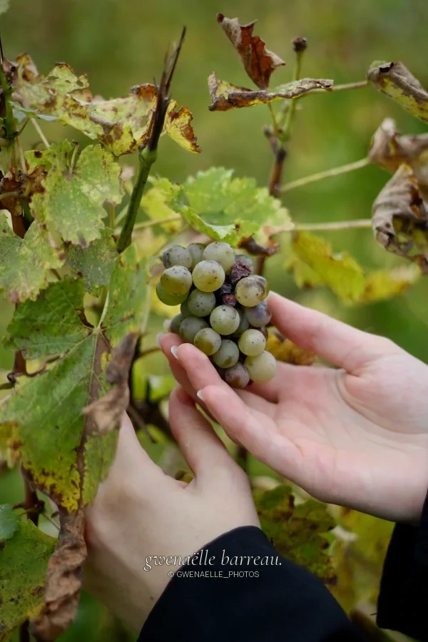 Mains tenant une grappe de raisins au milieu des feuilles de vigne.