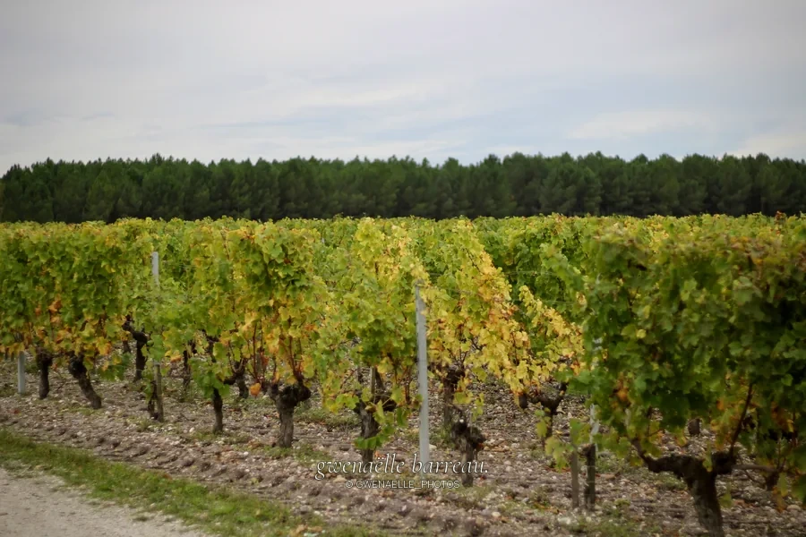 Rangées de vignes aux feuilles vertes et dorées devant une lisière d'arbres.