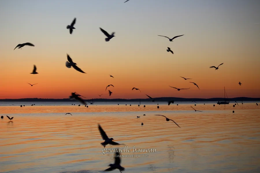 Oiseaux en vol et posés sur l'eau devant un ciel orangé au crépuscule.